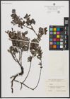 Foto von Salix L.